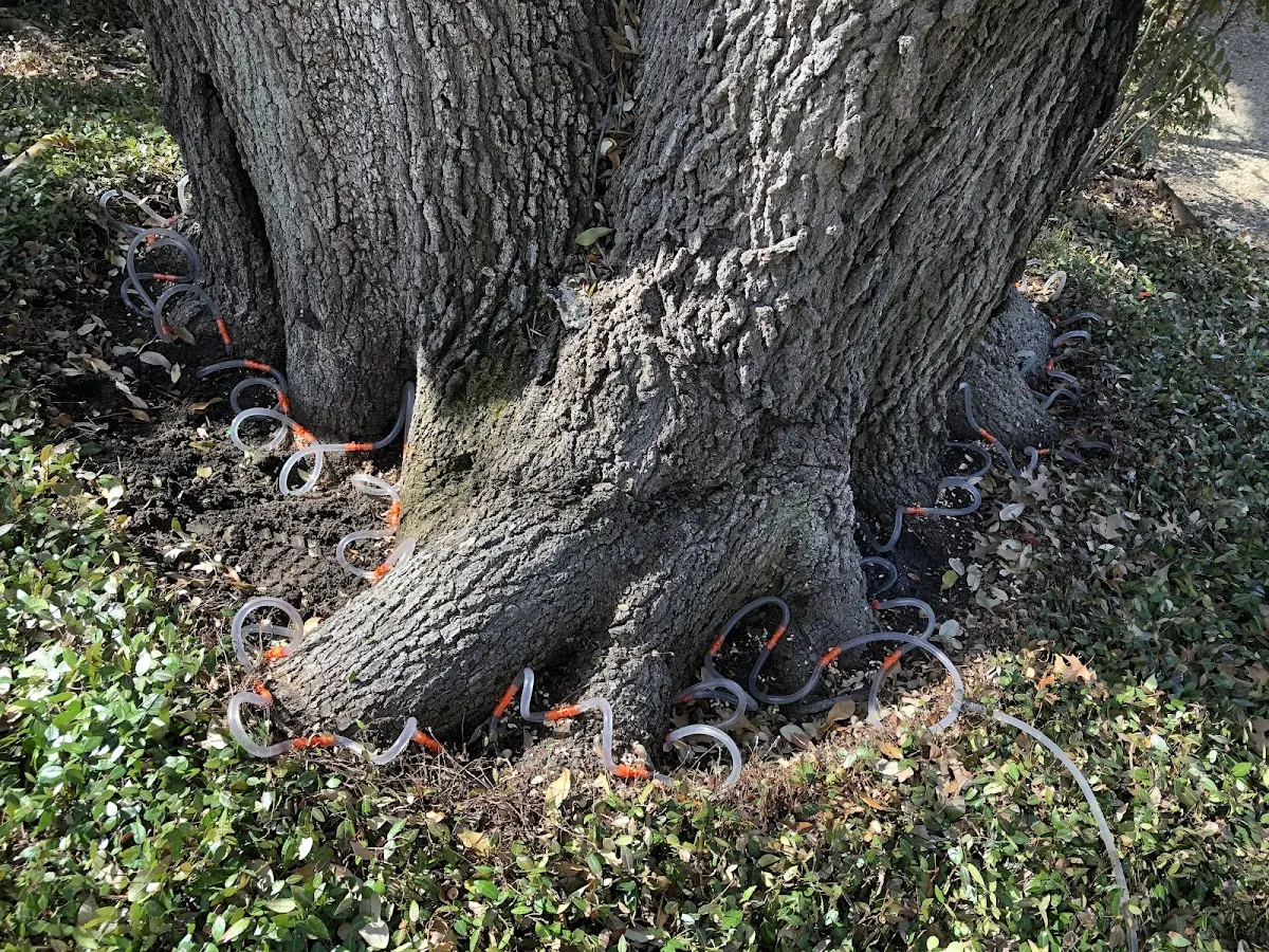 Detailed Tree Cabling and Bracing job site in Millers Creek