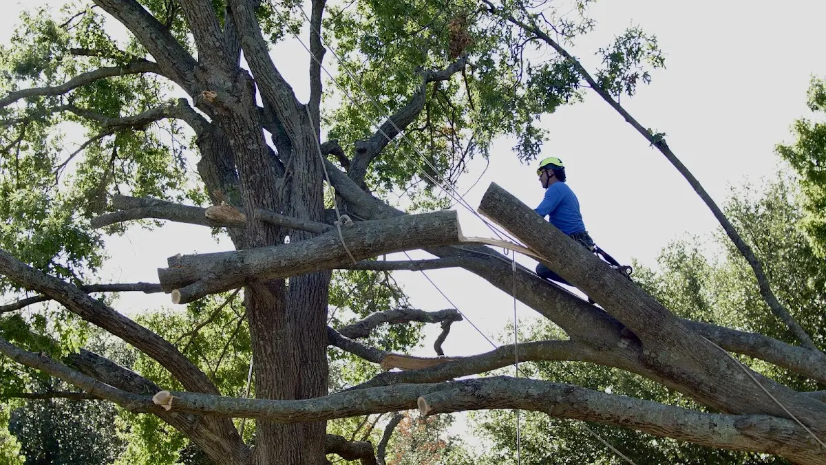 Professional Crown Thinning performed by certified arborists in Millers Creek
